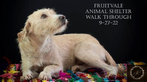 fruitvale animal shelter|fruitvale animal shelter adoptable dogs.